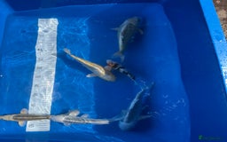 Koi Carp fish for sale: Various koi carp - Image 20
