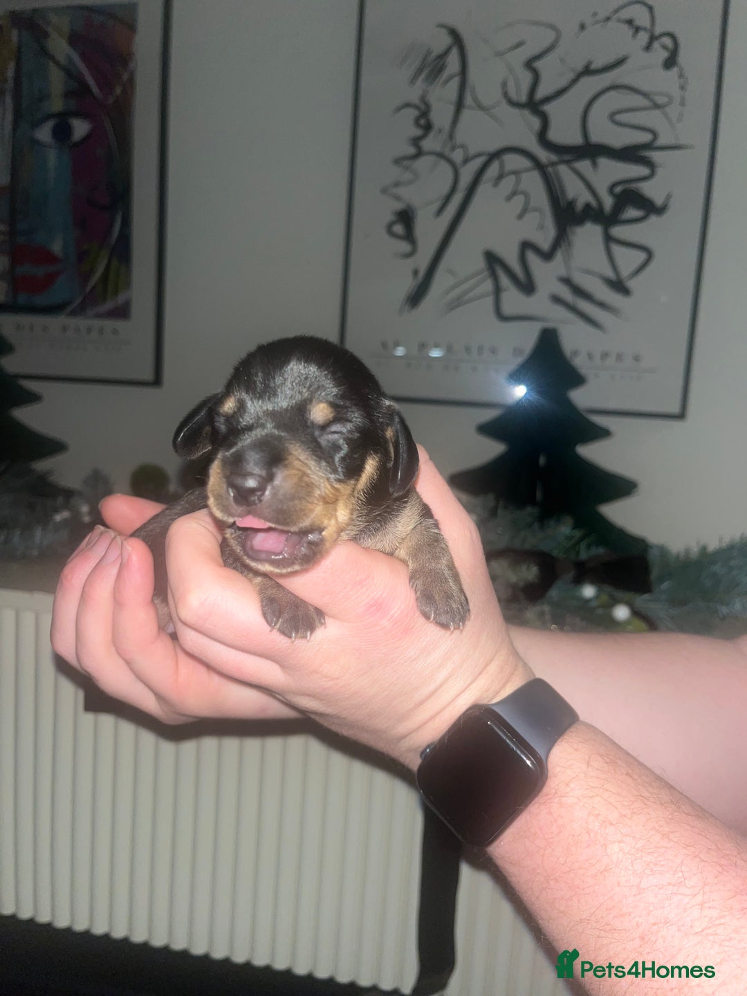Dachshund dogs for sale: Dacshund Puppies - Advert 9
