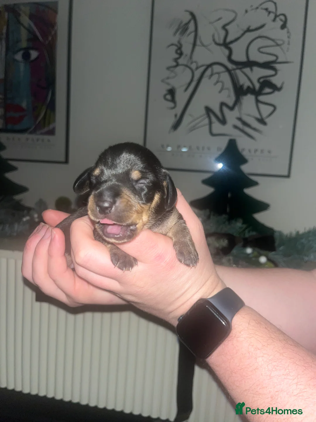 Dachshund dogs for sale: Dacshund Puppies - Advert 9