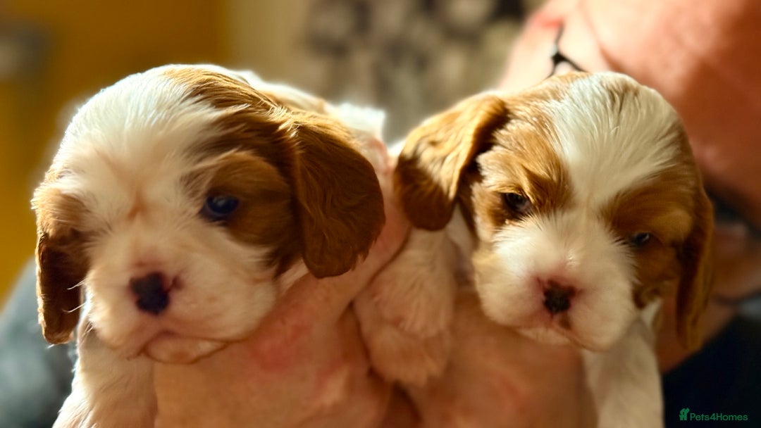 Cavalier King Charles Spaniel dogs for sale: 2 Female King Charles Cavaliers   - Advert 5