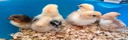 Chickens poultry for sale: Pekin bantam chicks - Advert 4