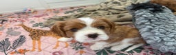 Cavalier King Charles Spaniel dogs for sale: Beautiful Cavalier King Charles Puppies - Advert 12