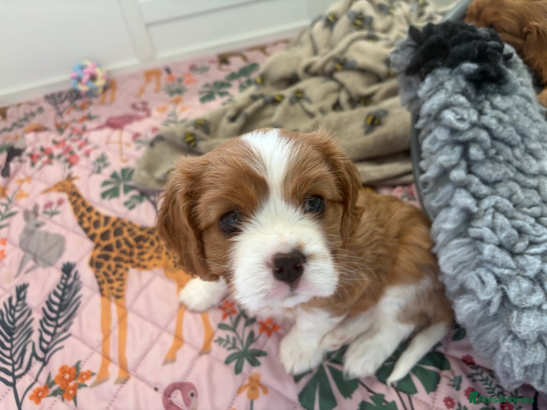 Cavalier King Charles Spaniel dogs for sale: Beautiful Cavalier King Charles Puppies - Advert 12