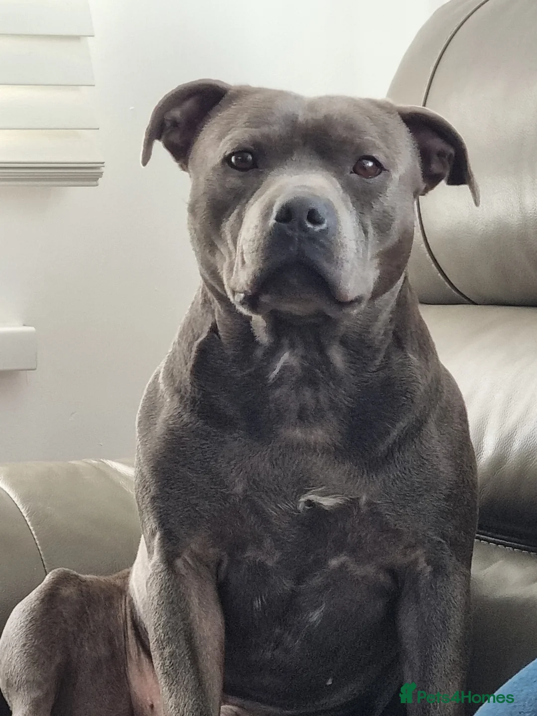 Staffordshire Bull Terrier dogs for stud: stunning blue stud in Barnsley - Advert 2