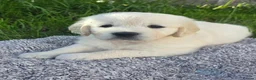 Golden Retriever dogs for sale: Golden Retriever Puppies – Reservations Open💚 - Advert 21