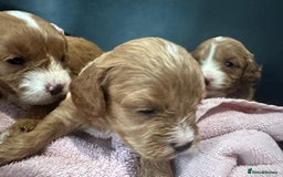 Cavapoo dogs for sale: One girl left has come available  - Image 12