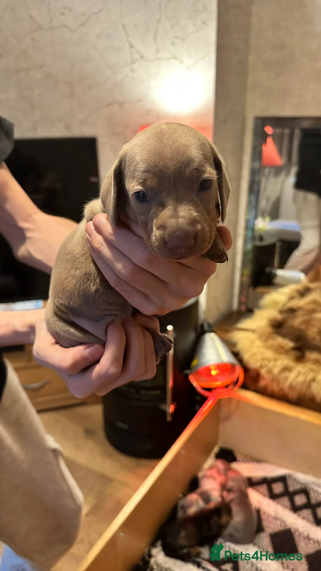 Dachshund dogs for sale: Beautiful dachshund puppies - Advert 6