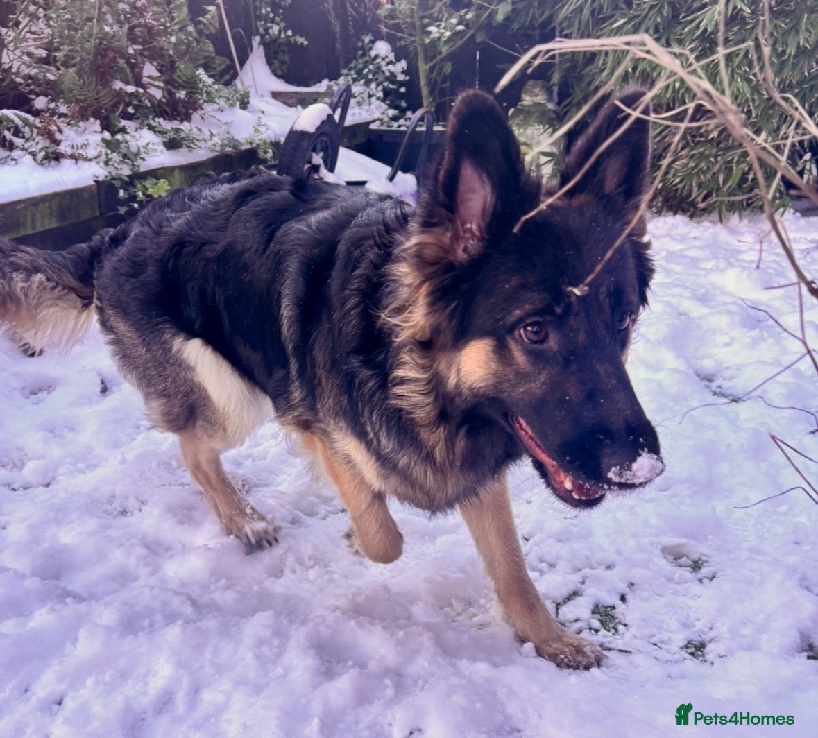 German Shepherd dogs for sale: 2 year old female German Shepherd new home - Advert 1