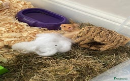 Hamster rodents for sale: *RESERVED* Baby boy Hamster 7 weeks old  - Image 6