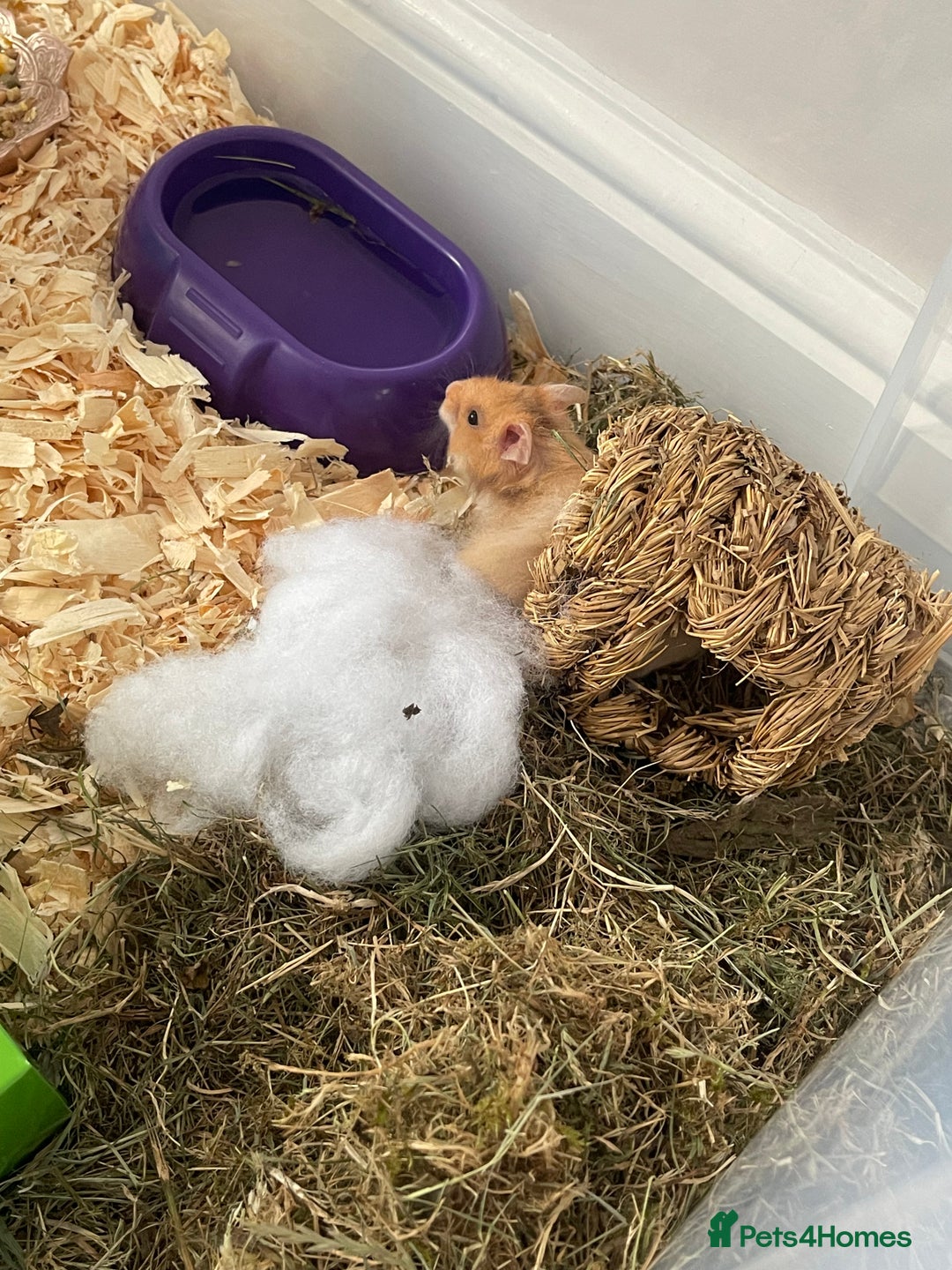 Hamster rodents for sale: *RESERVED* Baby boy Hamster 7 weeks old  - Image 6