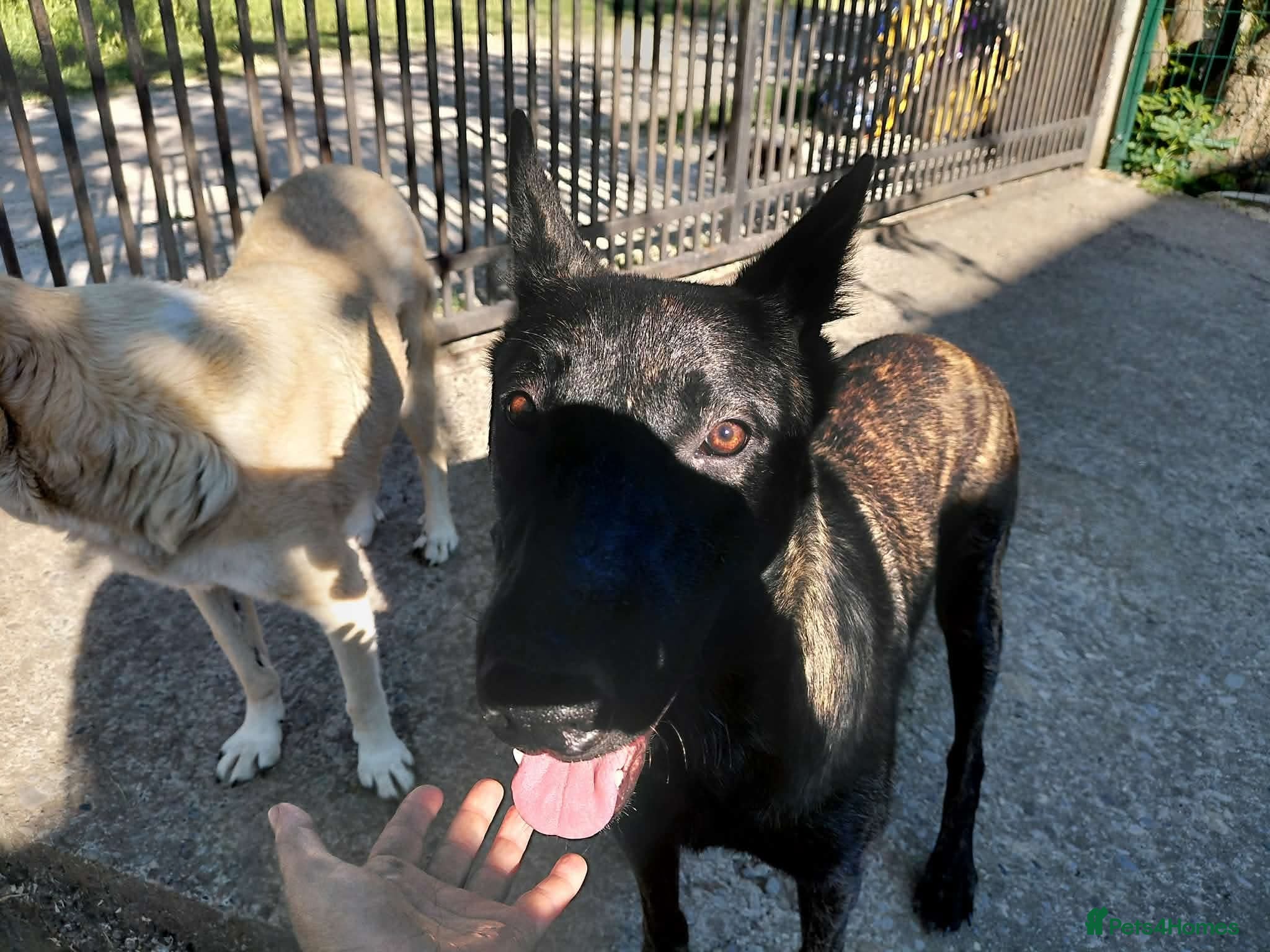 Belgian Shepherd Dog dogs TONI! - Advert 1