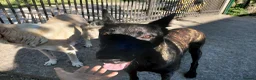 Belgian Shepherd Dog dogs for adoption: TONI! - Advert 2