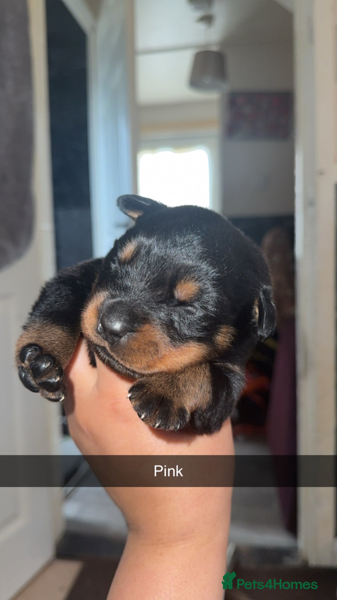 Rottweiler dogs 9 Beautiful Healthy German Rottweilers - Advert 19