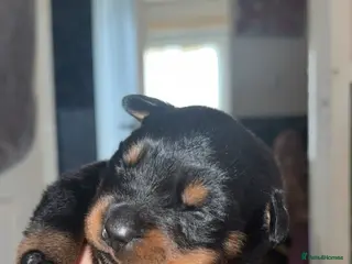 Rottweiler dogs 9 Beautiful Healthy German Rottweilers - Advert 19