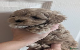 Maltipoo dogs for sale: Petite Maltipoos fully genetic health tested  - Image 17