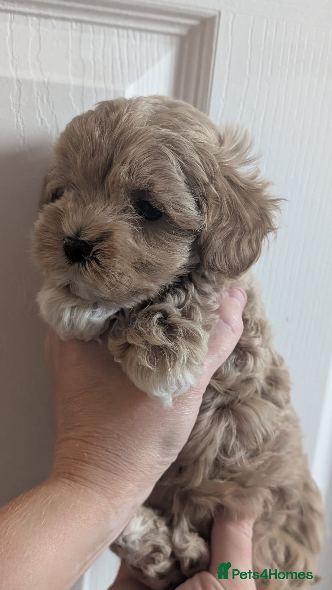 Maltipoo dogs for sale: Petite Maltipoos fully genetic health tested  - Image 17
