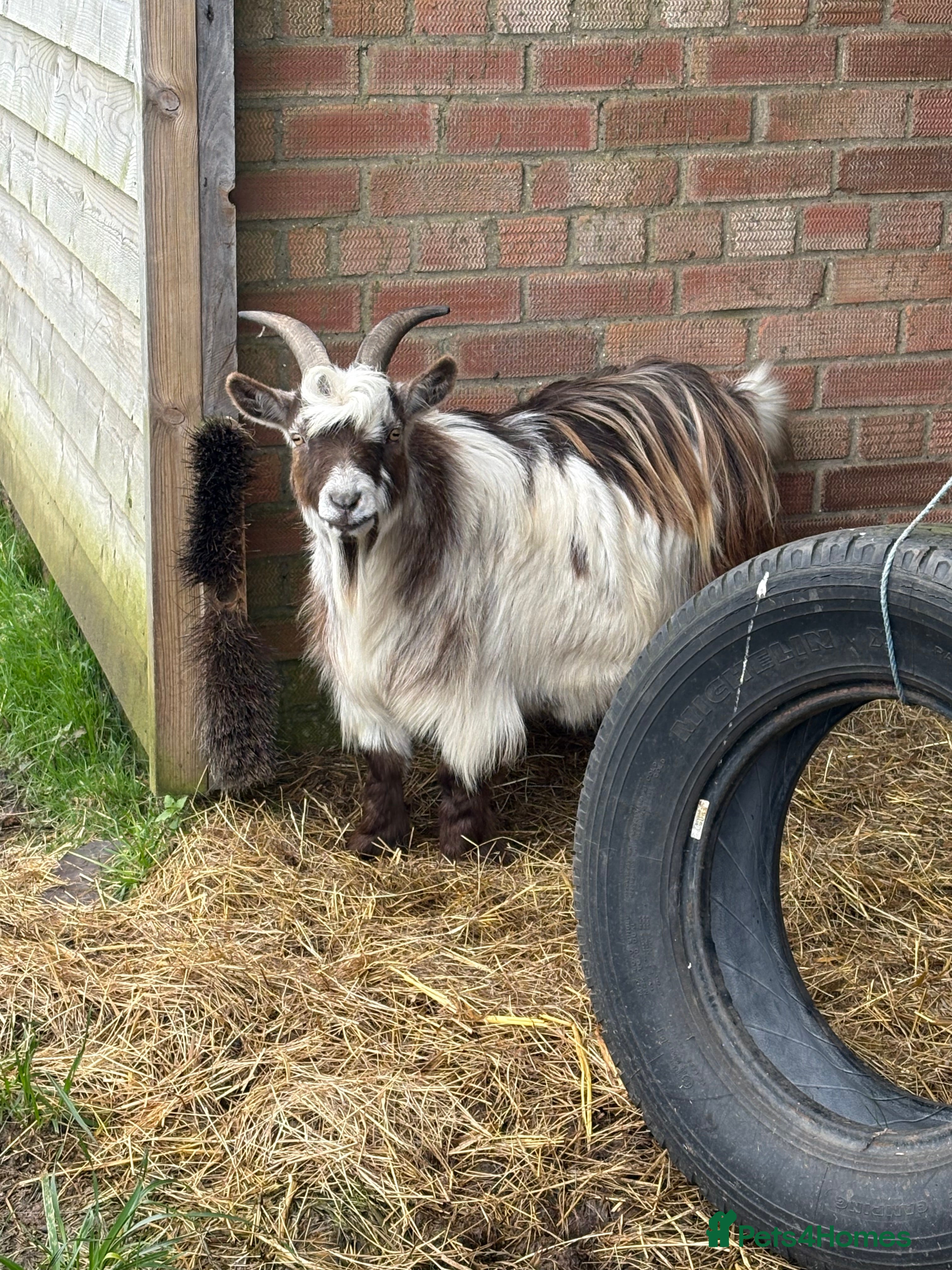 Goats livestock One male one female Pygmy goat for sale  - Advert 5