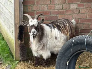 Goats livestock One male one female Pygmy goat for sale - Advert 5