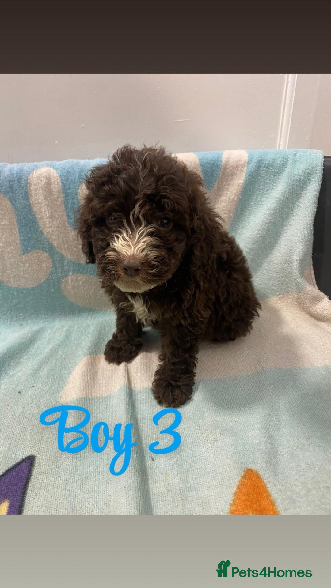 Cockapoo dogs for sale: Beautiful cockapoo pups - Image 6