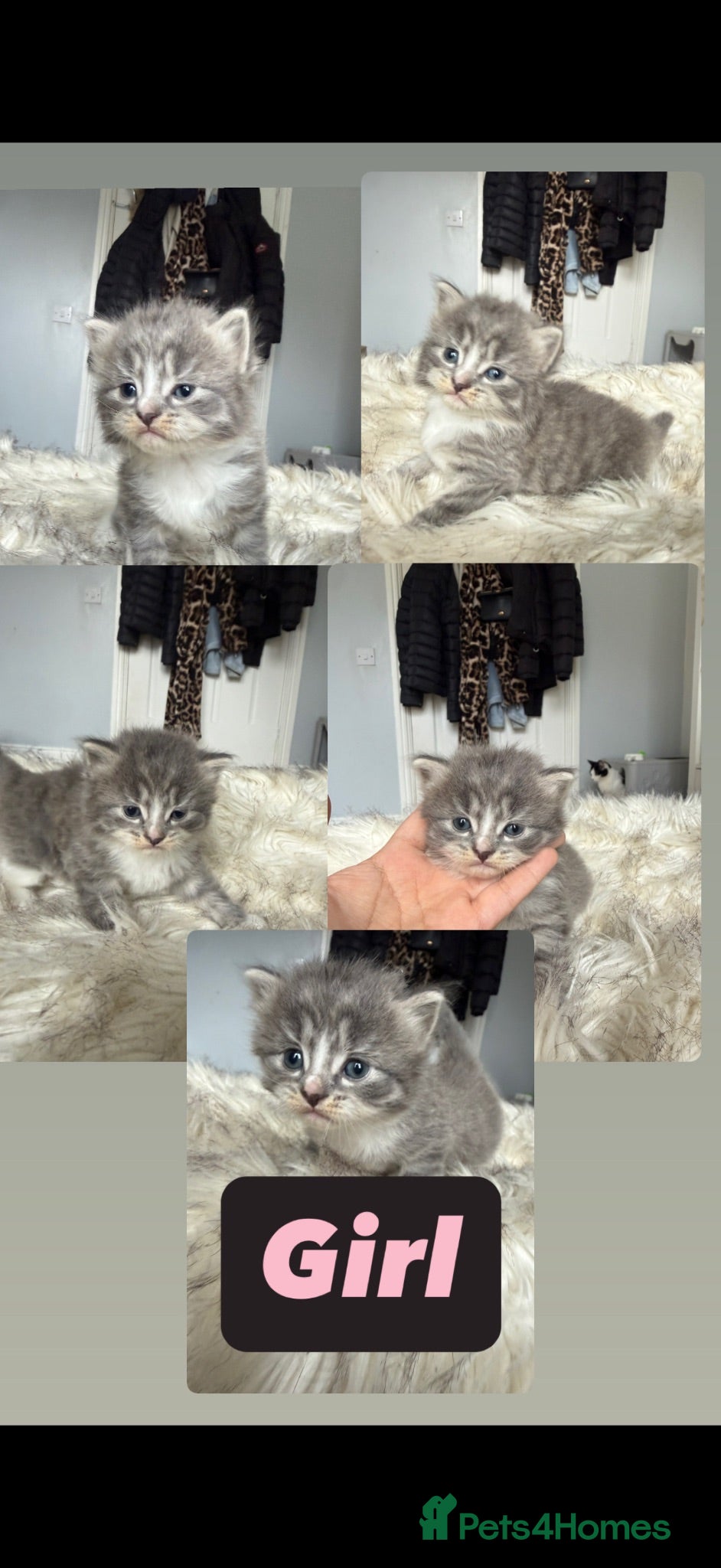 Mixed Breed cats 5 beautiful girl kittens - Advert 7