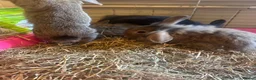 Mixed Breed rabbits for sale: Mixed breed rabbits in Durham - Advert 15