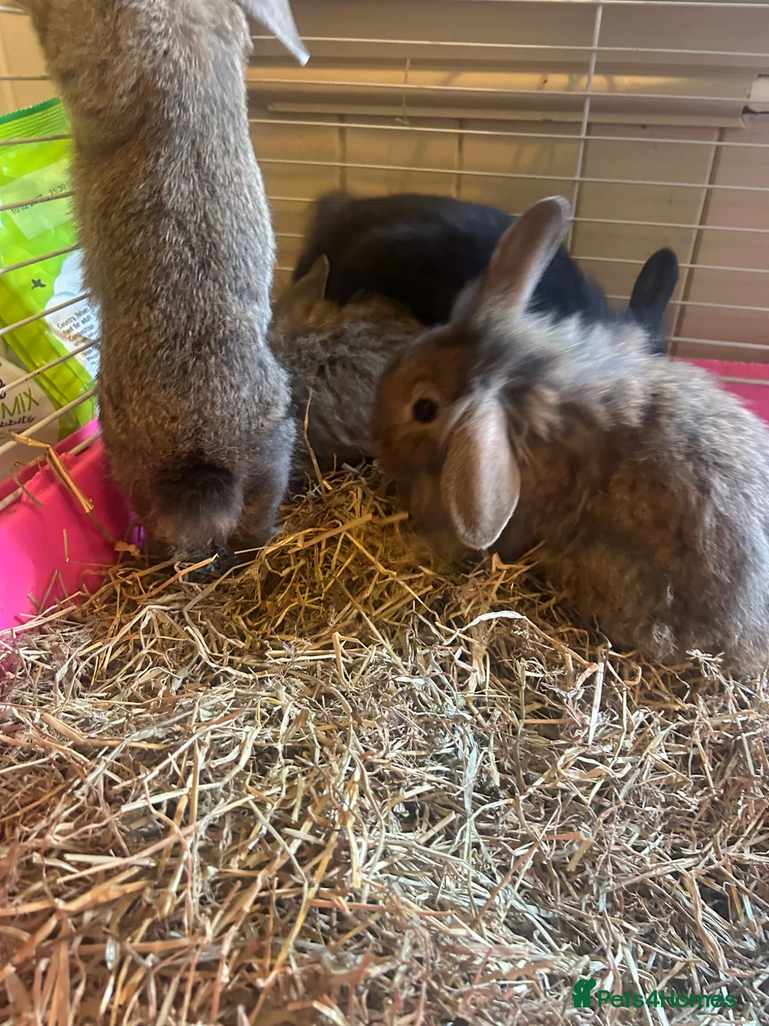 Mixed Breed rabbits for sale: Mixed breed rabbits in Durham - Advert 15