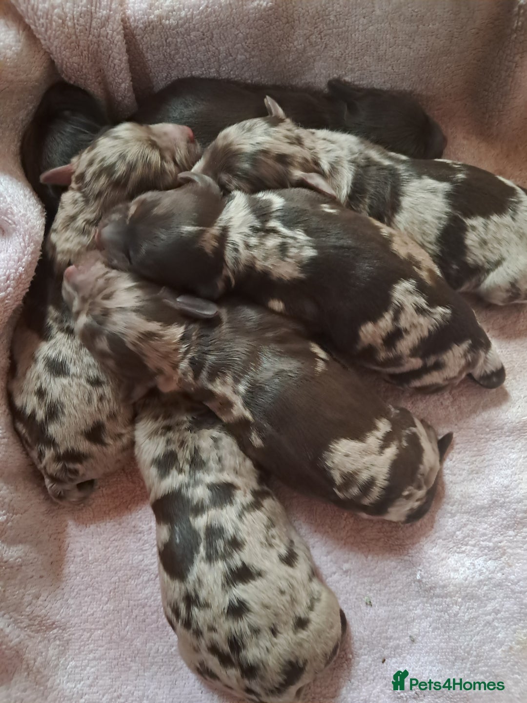 Cockapoo dogs for sale: Toy F1 Cockerpoo merle and chocolate puppies  - Advert 1