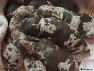 Cockapoo dogs Toy F1 Cockerpoo merle and chocolate puppies - Advert 1