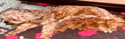 Cockapoo dogs for sale: 6 beautiful F1B cockapoo’s for sale  in Glossop - Advert 2