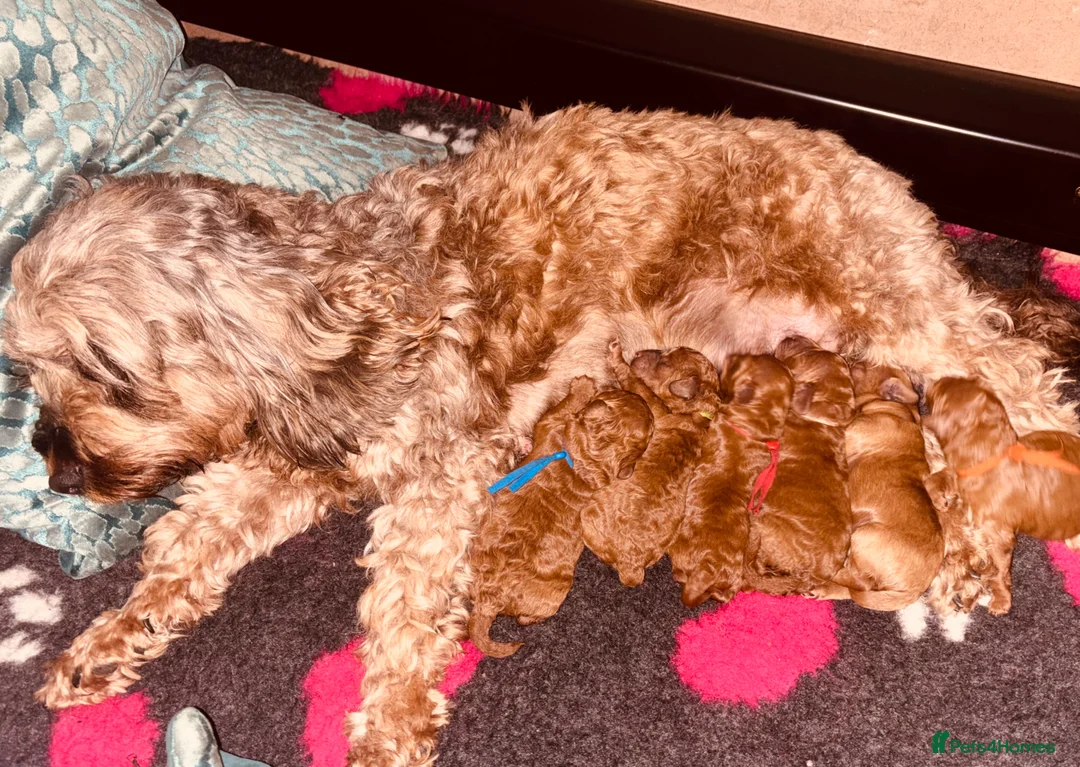 Cockapoo dogs for sale: 6 beautiful F1B cockapoo’s for sale  in Glossop - Advert 2