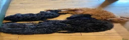Cockapoo dogs for sale: Ready Now f1b Black & Brown Cockapoo Puppies! 🐾 - Advert 13