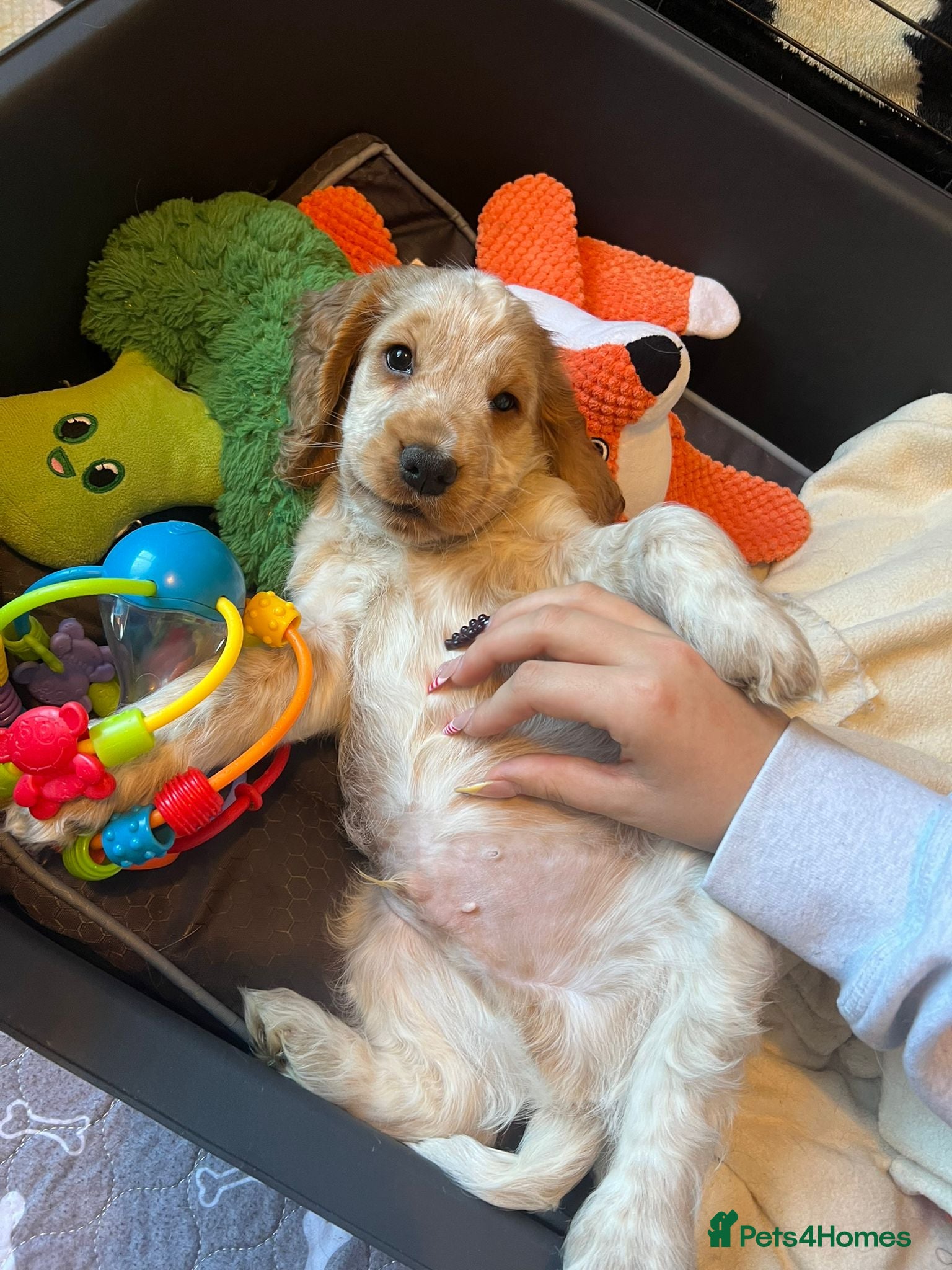 Cocker Spaniel dogs READY NOW 🔥 KC Reg. Show tipe Cocker Spaniel  - Advert 6