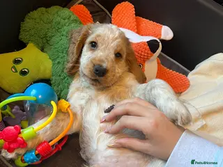 Cocker Spaniel dogs READY NOW 🔥 KC Reg. Show tipe Cocker Spaniel - Advert 6