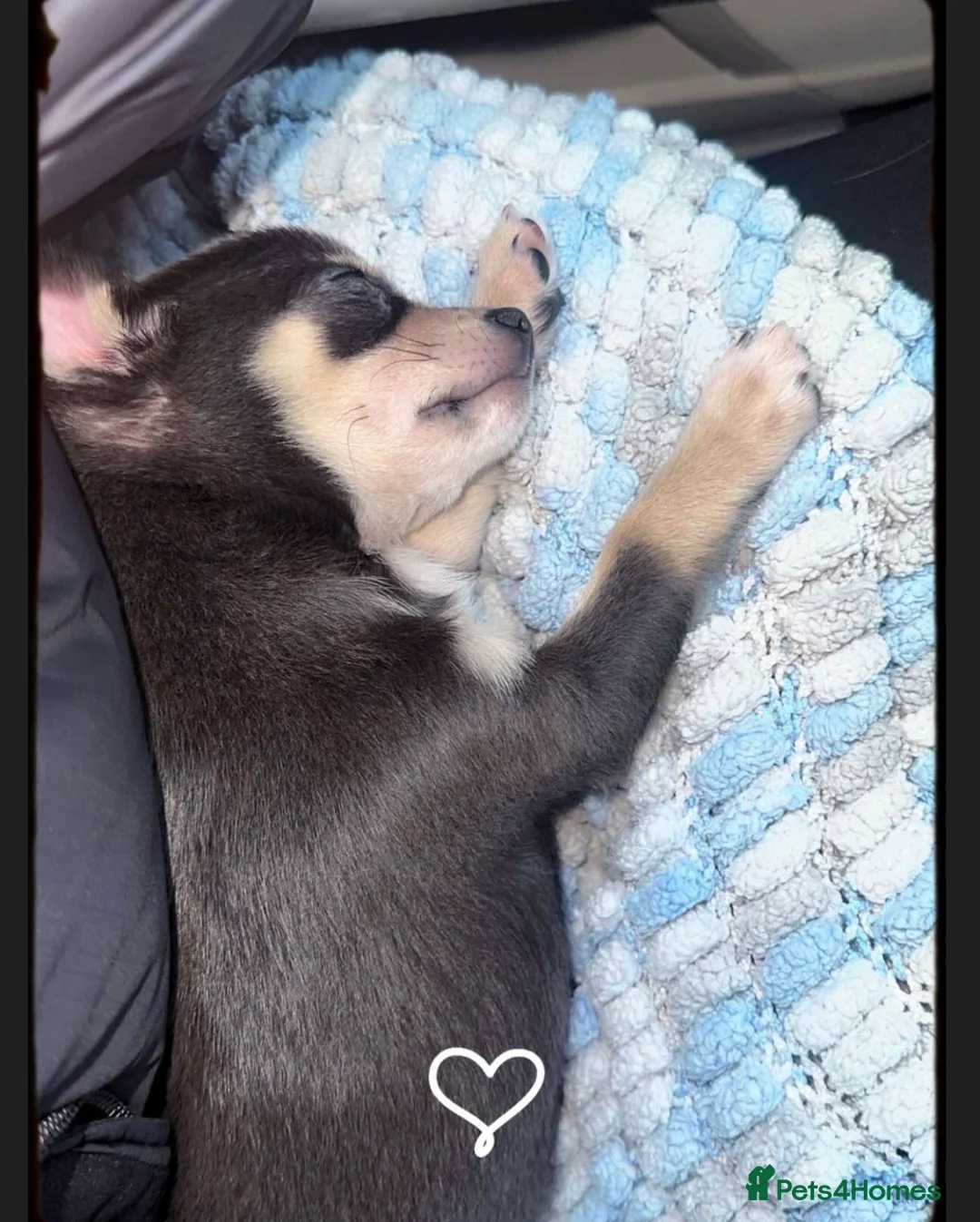 Chihuahua dogs for stud: Pablo, Blue Tri Chihuahua  - Advert 6