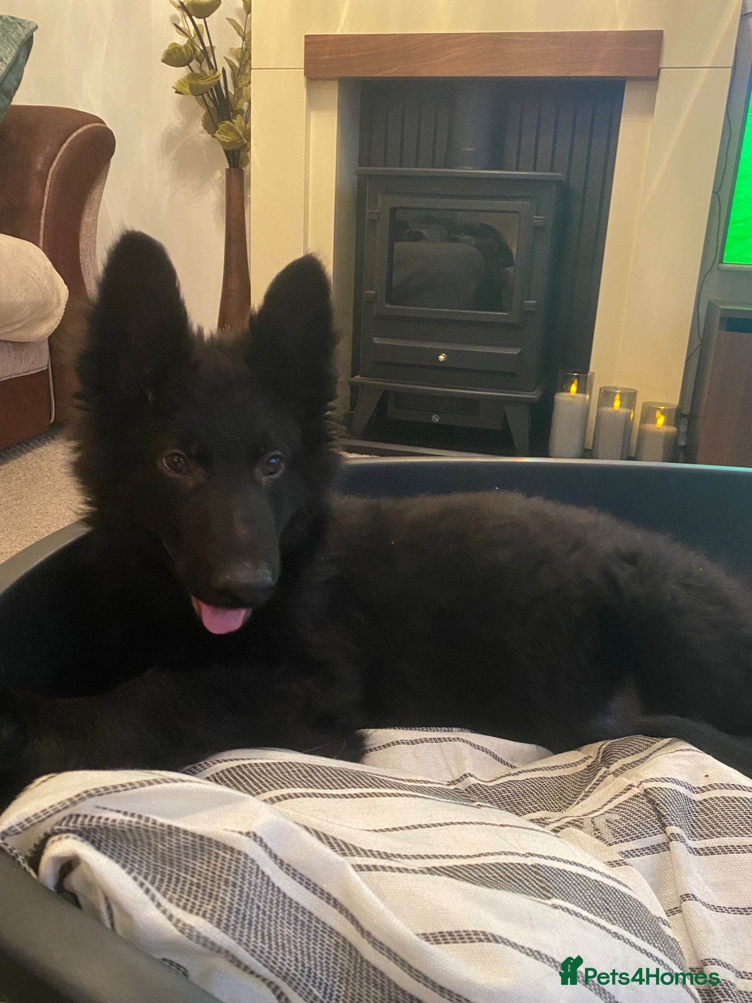 German Shepherd dogs German shepherd puppies  - Advert 6