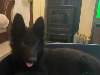 German Shepherd dogs German shepherd puppies - Advert 4