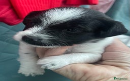 Mixed Breed dogs for sale: Beautiful Jackapoo pups - Image 5