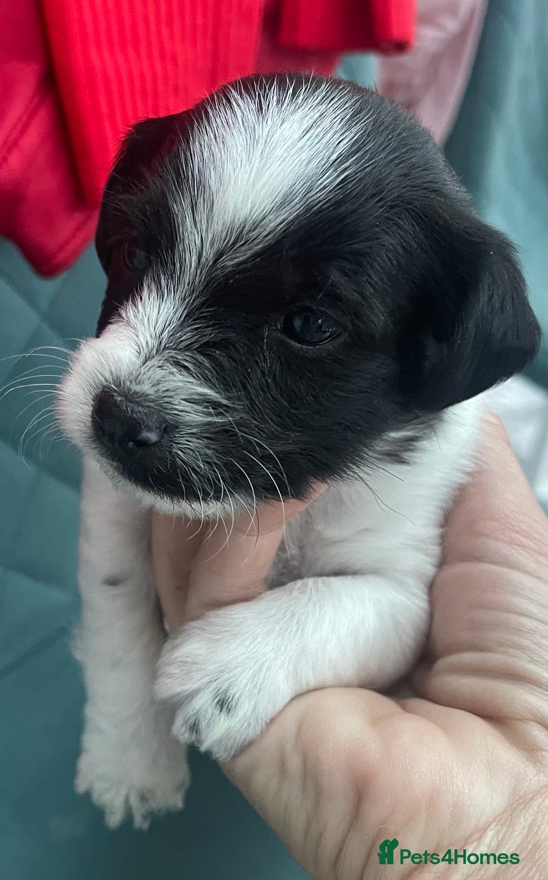 Mixed Breed dogs for sale: Beautiful Jackapoo pups - Image 5