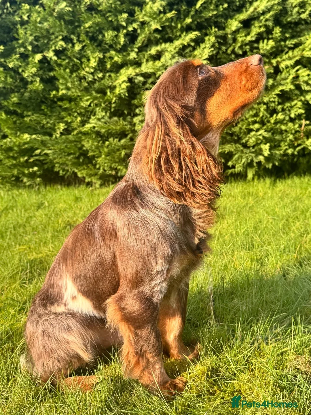 Cocker Spaniel dogs for stud: Proven KC WCS Stud Fully Health Tested - Advert 2