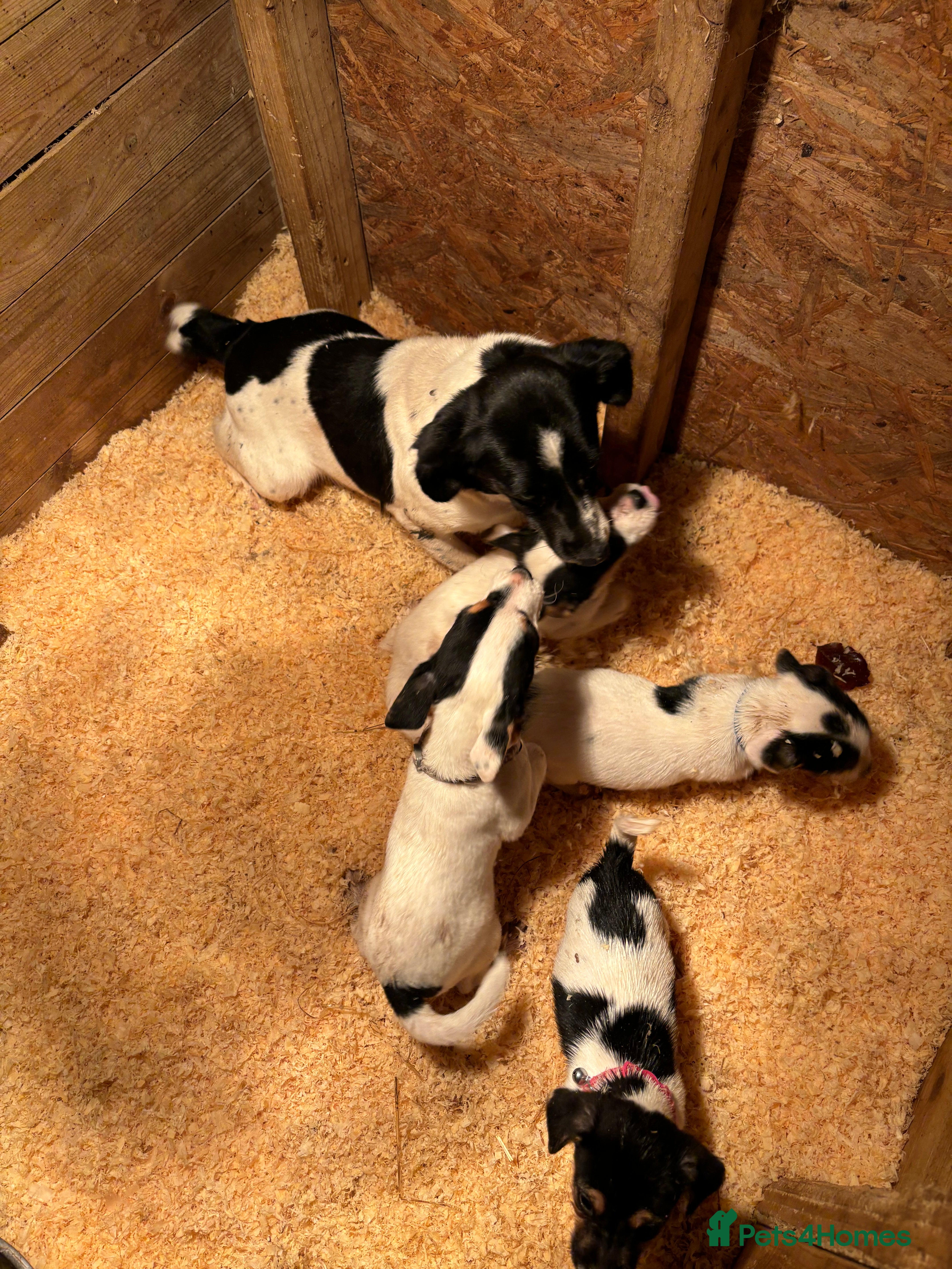 Jack Russell dogs Beautiful Jack Russell puppies - Advert 1