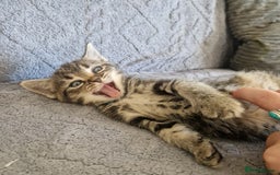 Ragdoll cats for sale: Ragdoll cross - Image 18