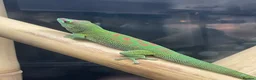 Mixed Breed reptiles for sale: Reptiles for sale in Taunton - Advert 14
