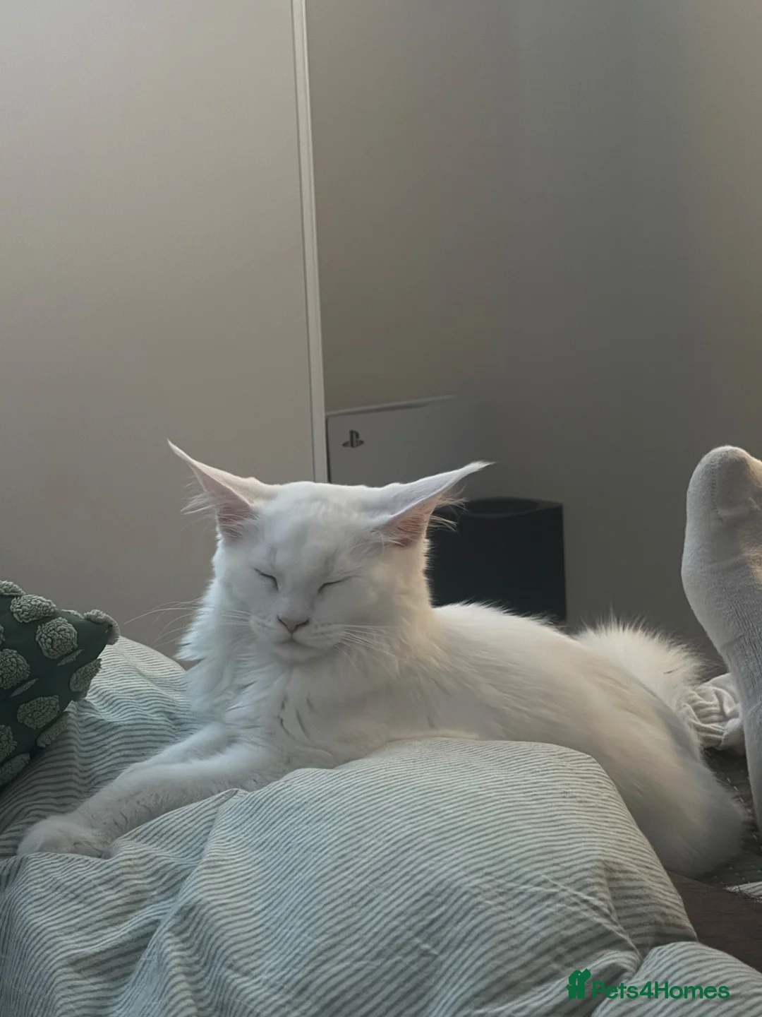 Maine Coon cats for sale: White female Mainecoon active available  - Advert 2