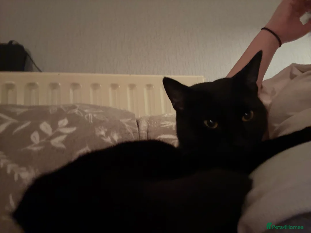 Mixed Breed cats for sale: Black cat  - Advert 8