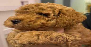 Toy Poodle dogs - Advert 10