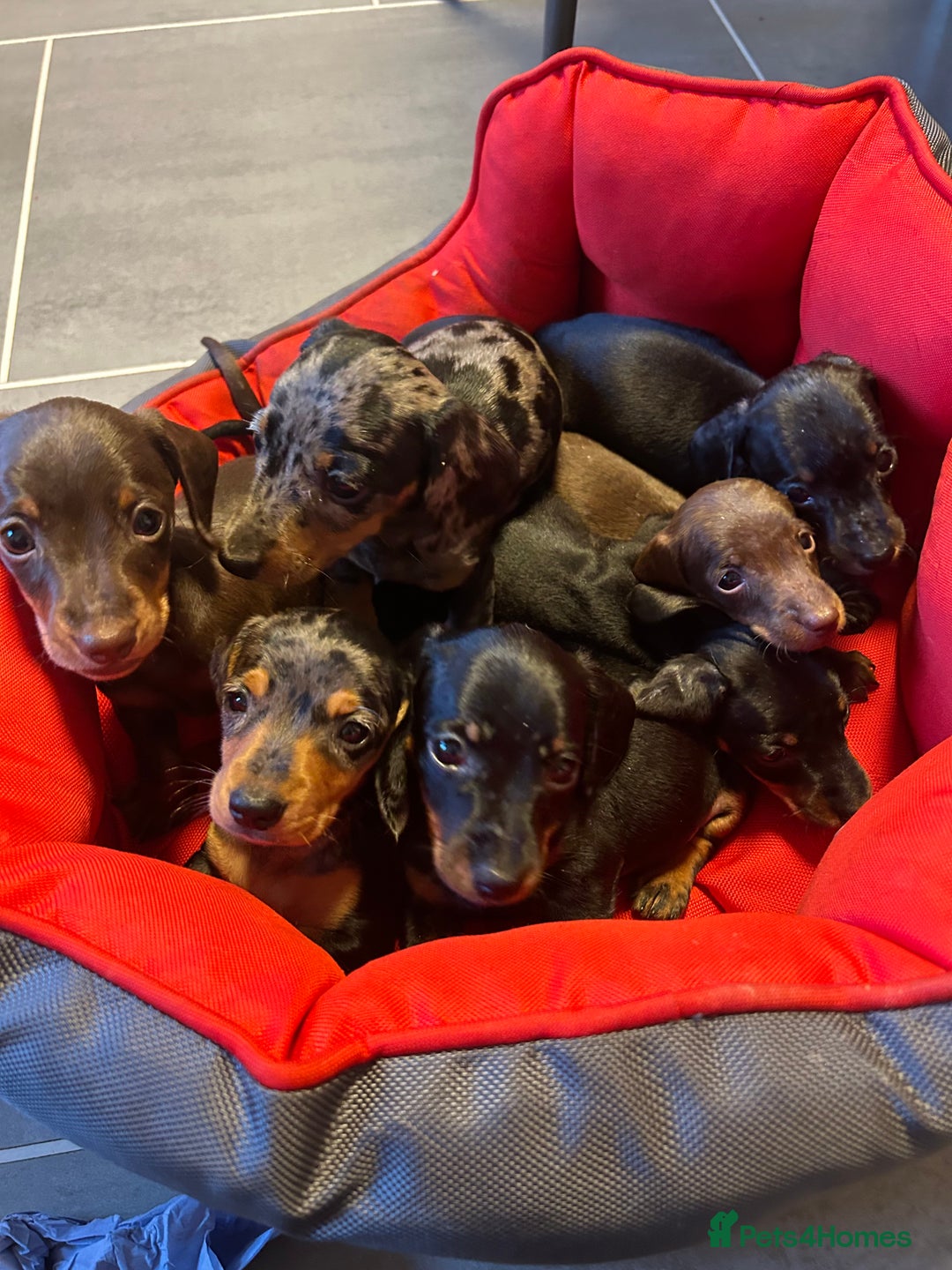 Miniature Dachshund dogs for sale: Miniature Dachshund  - Image 4