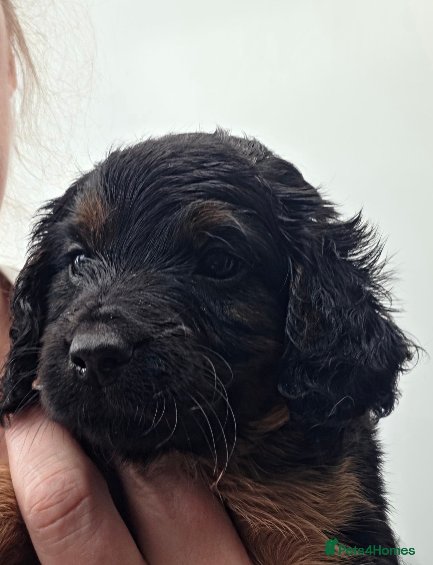 Cockapoo dogs F1 stunning cockapoos - Advert 1