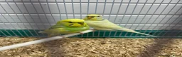 Budgerigars birds for sale: Male and female budgie  - Advert 3