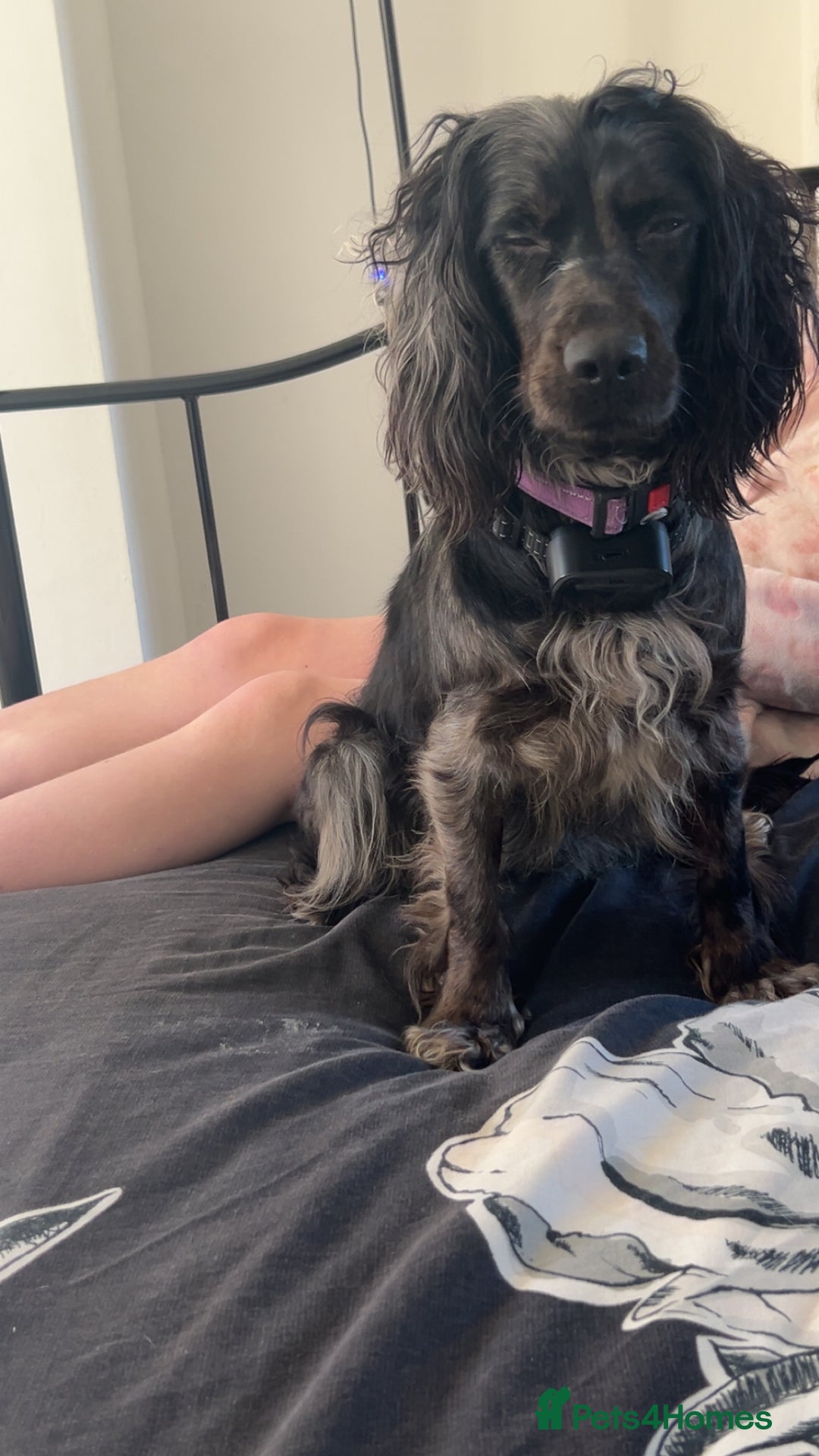 Cocker Spaniel dogs for sale: 2 year old female cocker spaniel  - Advert 5