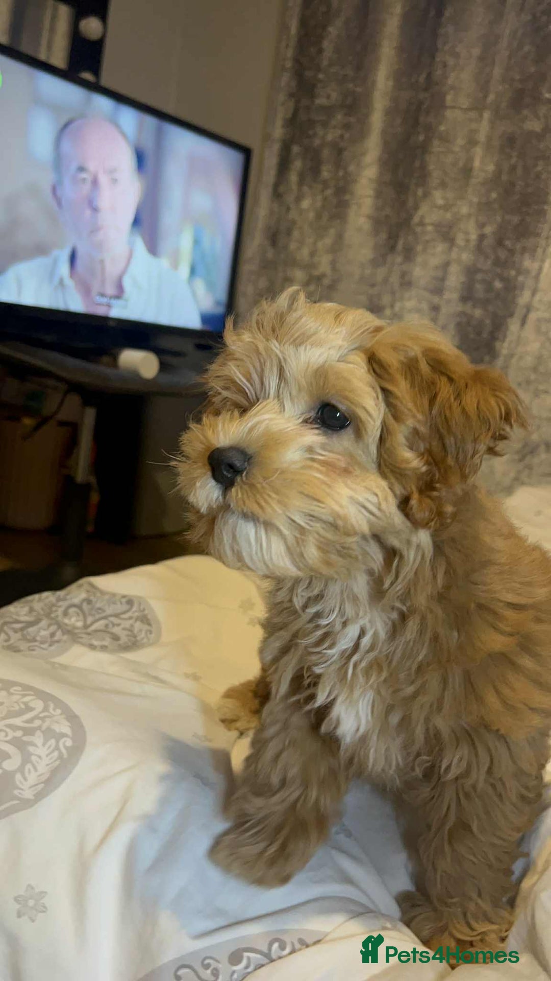 Poochon dogs for sale: 2 Male Poochon looking for loving home - Image 6